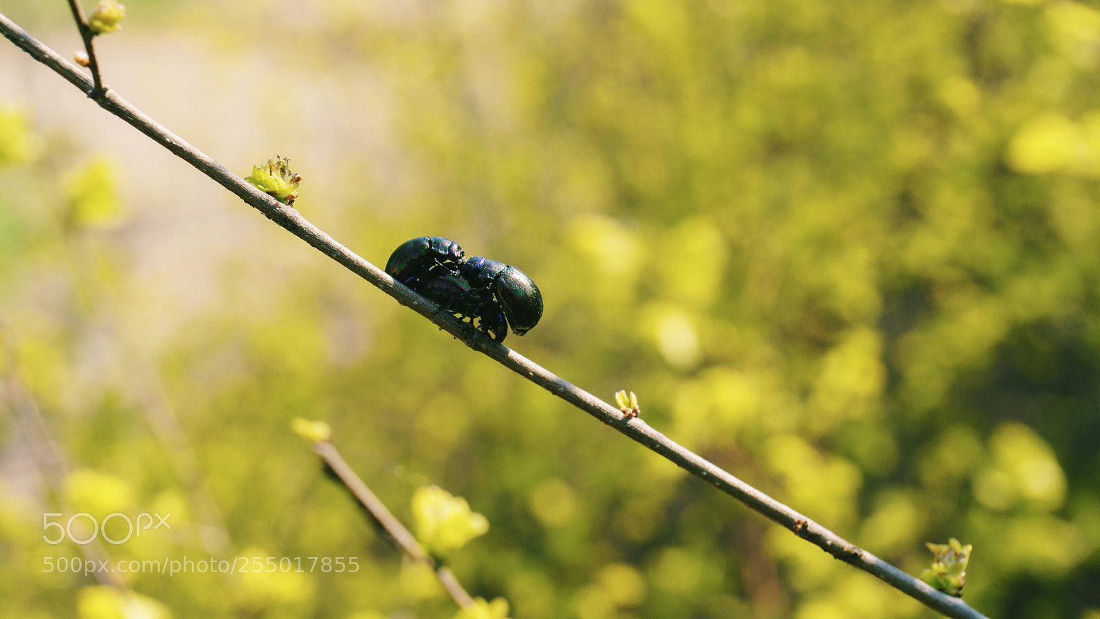 Sony a6000 sample photo. Bug photography