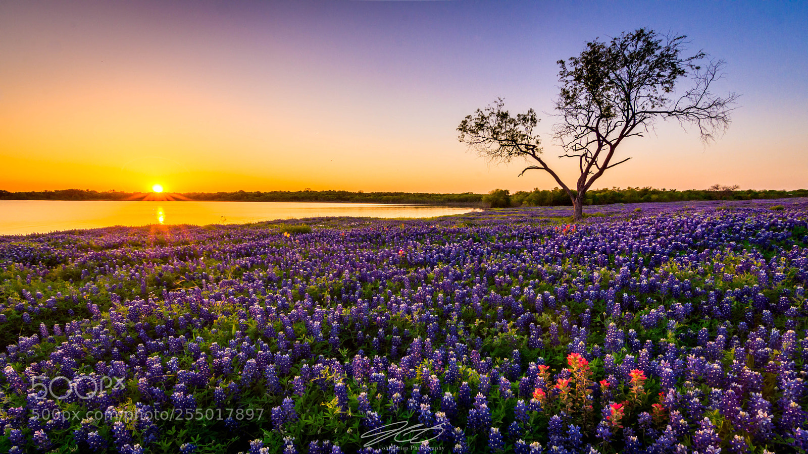 Nikon D7200 sample photo. Golden hour bluebonnets photography