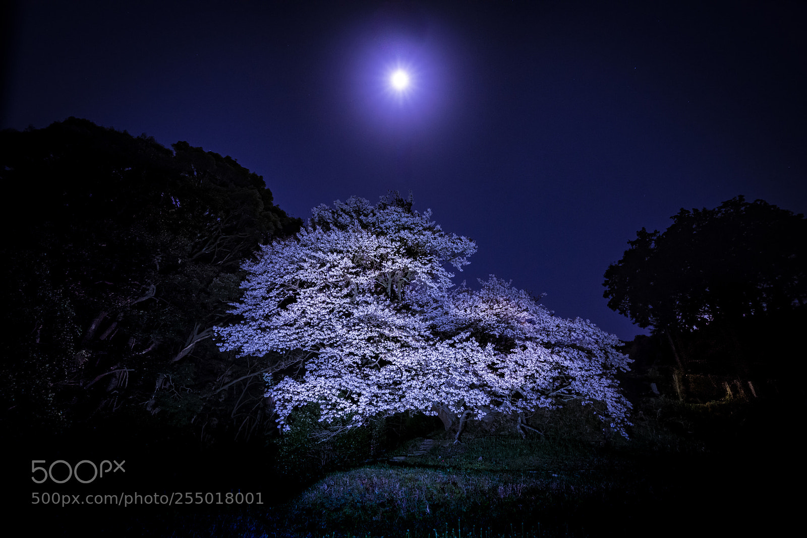 Nikon D800E sample photo. Beauty under moonlight photography