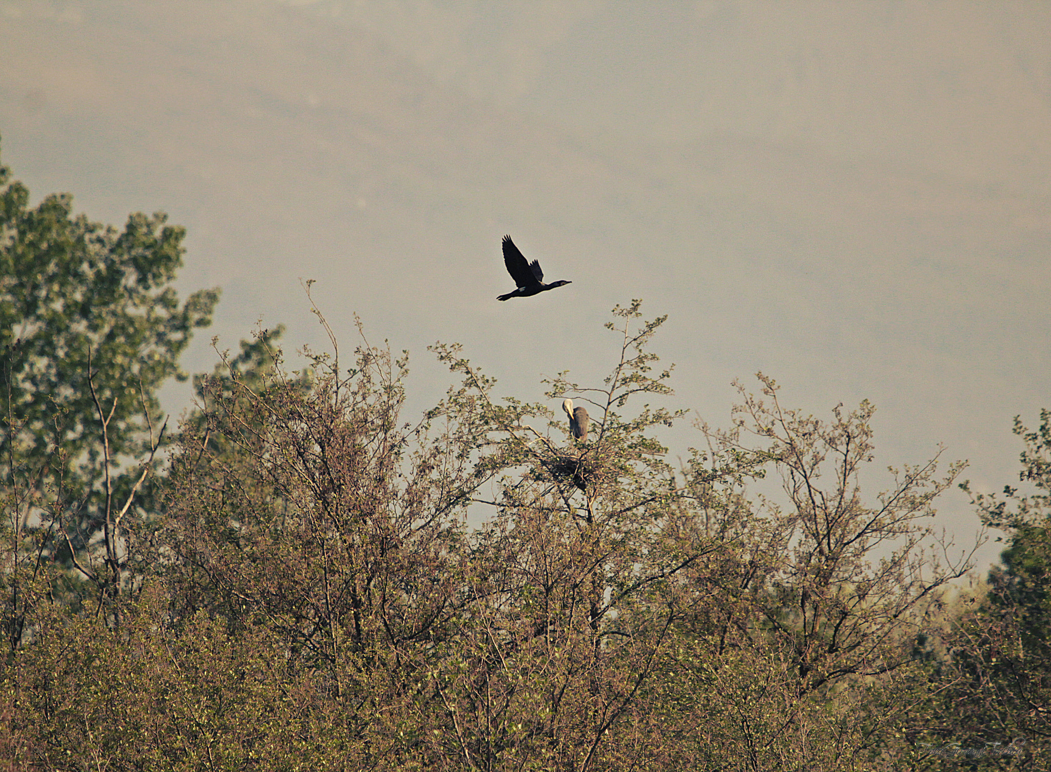 Sigma 150-600mm F5-6.3 DG OS HSM | C sample photo. Oasis of lake candia canavese - italy photography