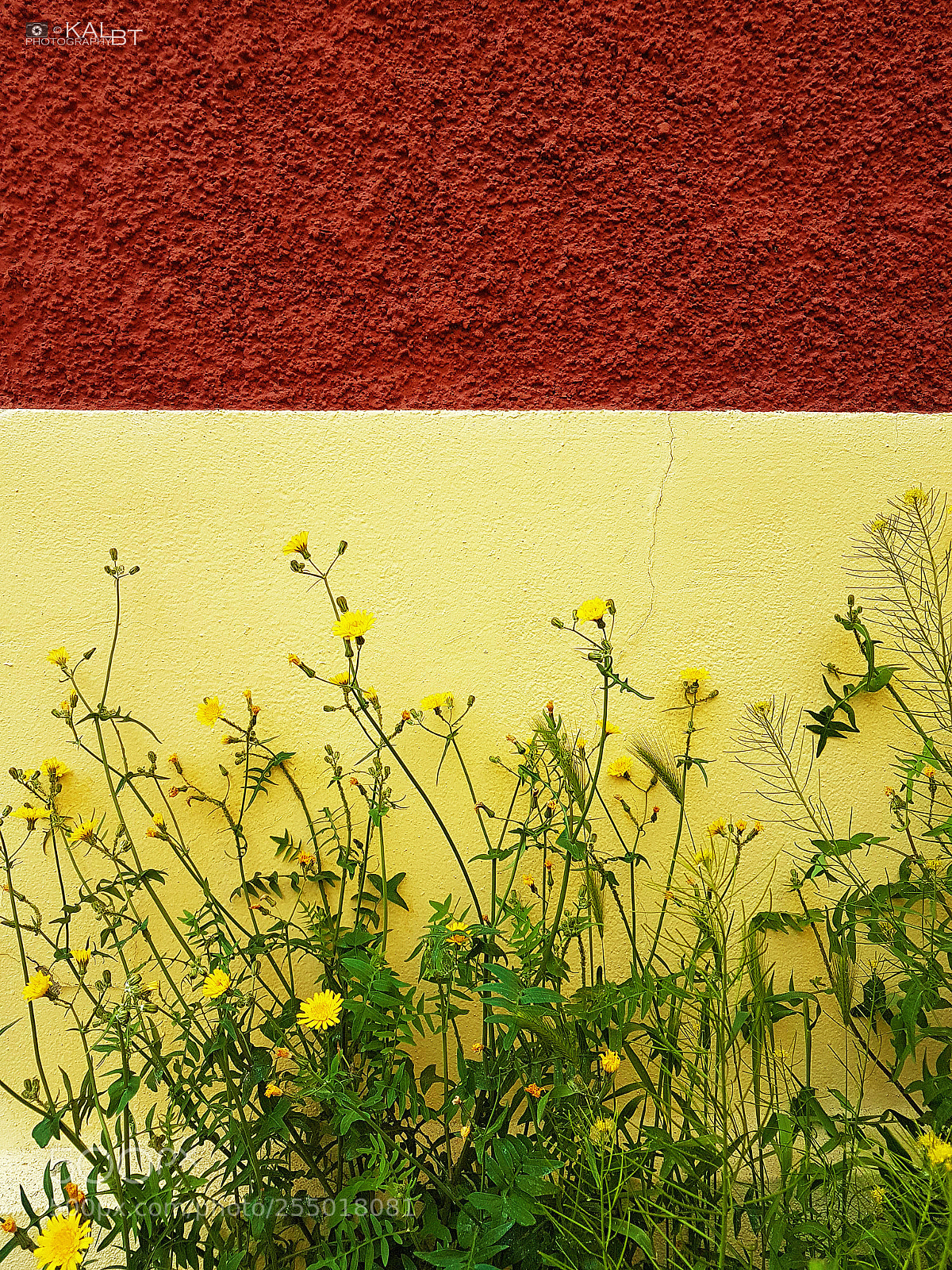 Samsung Galaxy S7 Edge sample photo. Spring wall photography