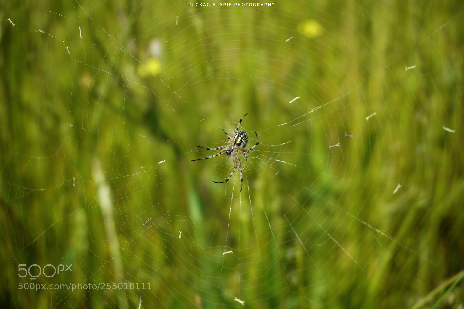 Sony a6000 sample photo. Spider.... photography