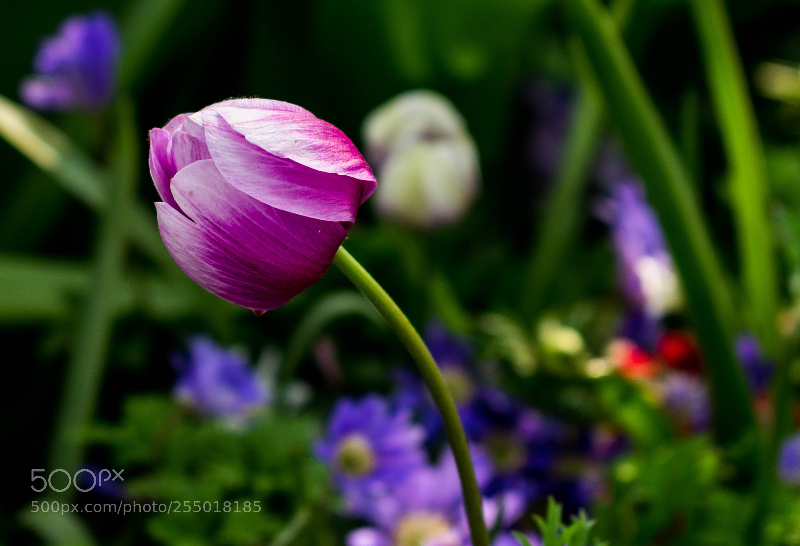 Nikon D3400 sample photo. Tulip photography