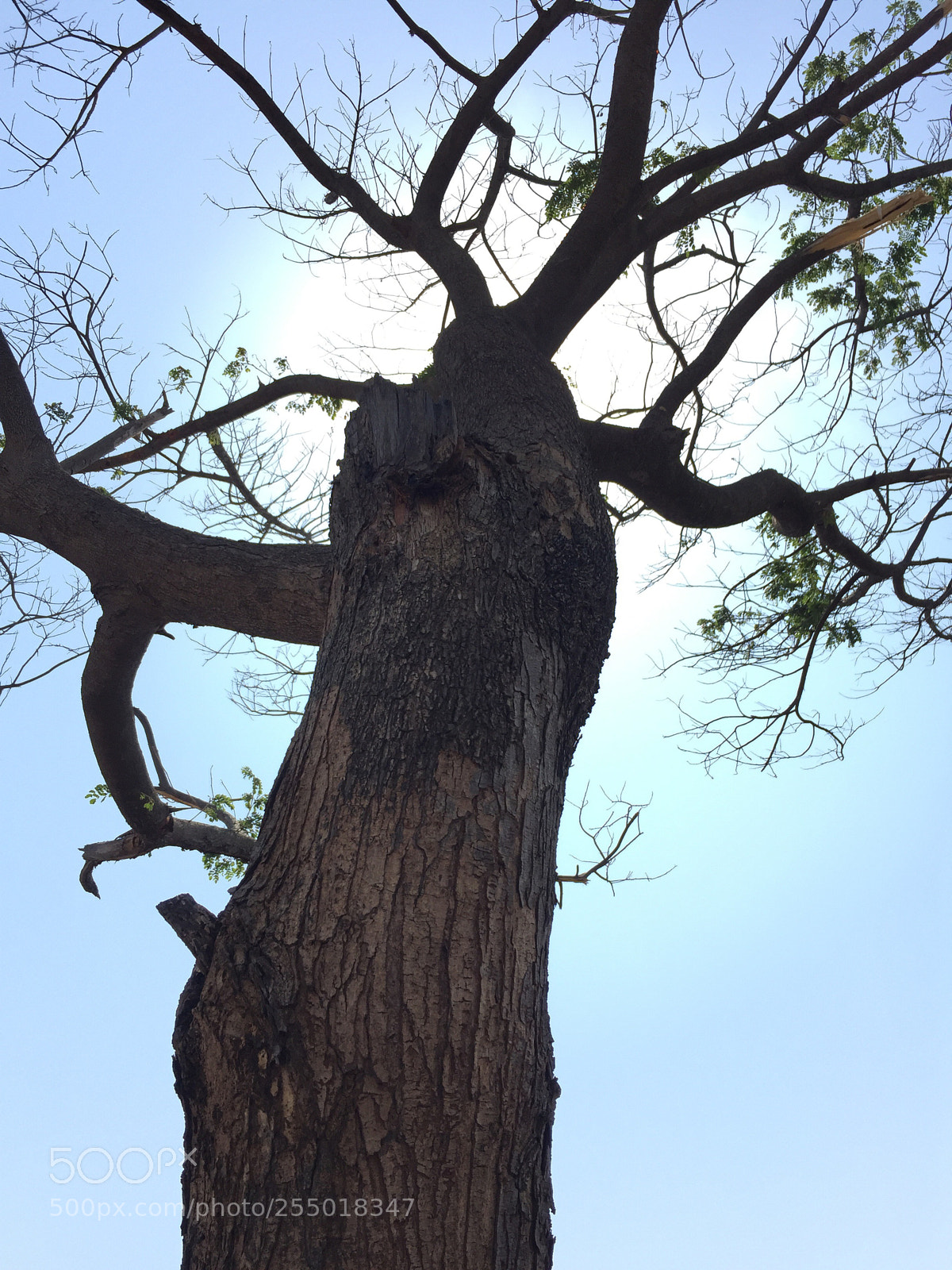 Apple iPhone 6 sample photo. Burning tree photography