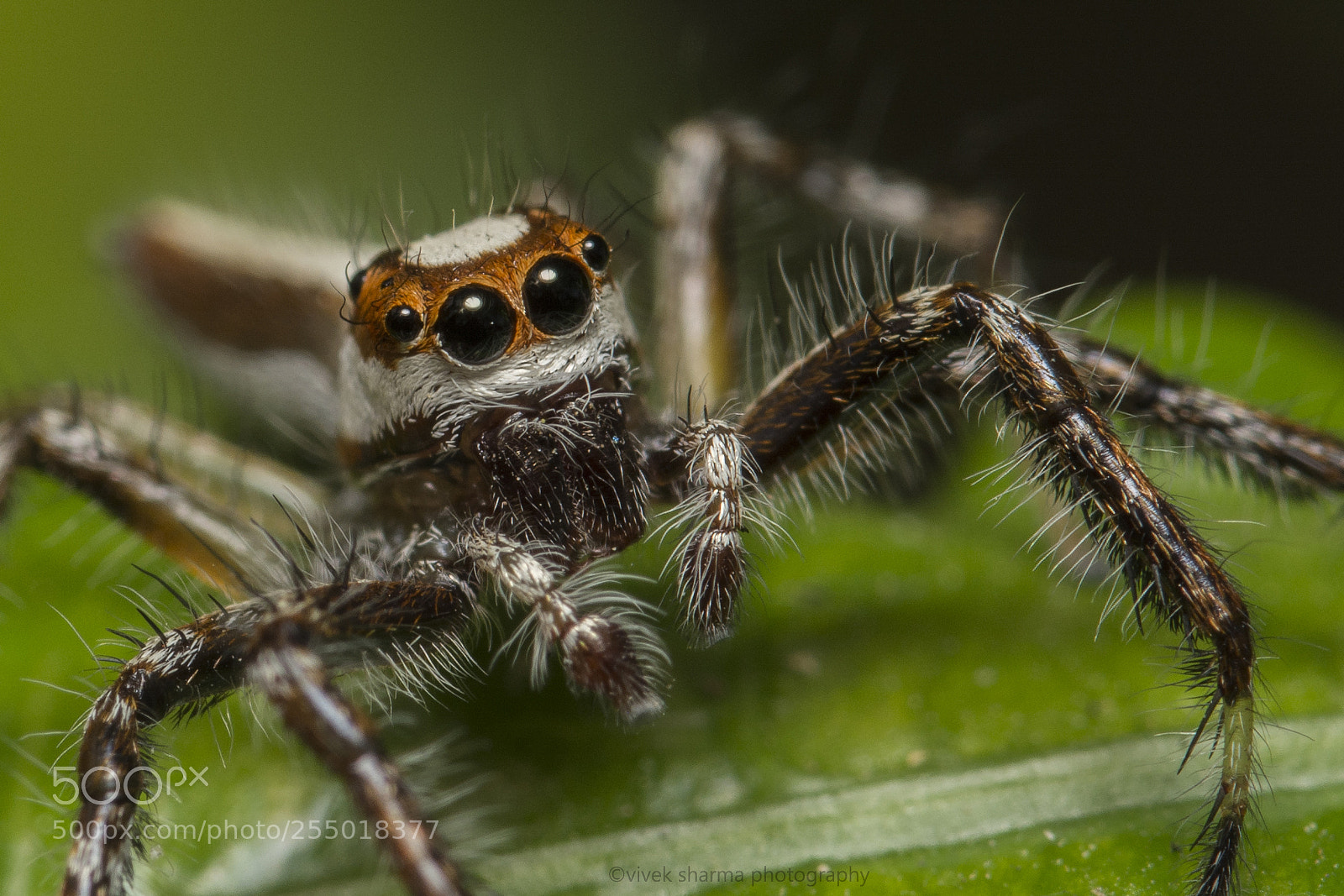 Nikon D5200 sample photo. Two striped jumping spider photography
