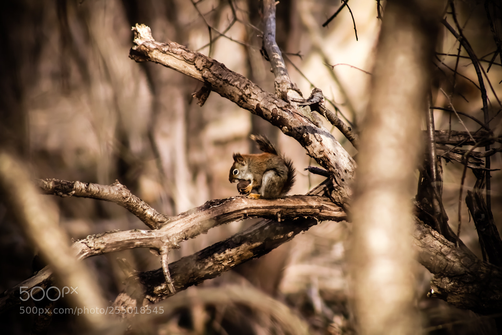 Canon EOS 750D (EOS Rebel T6i / EOS Kiss X8i) sample photo. Squirrel eating on a photography