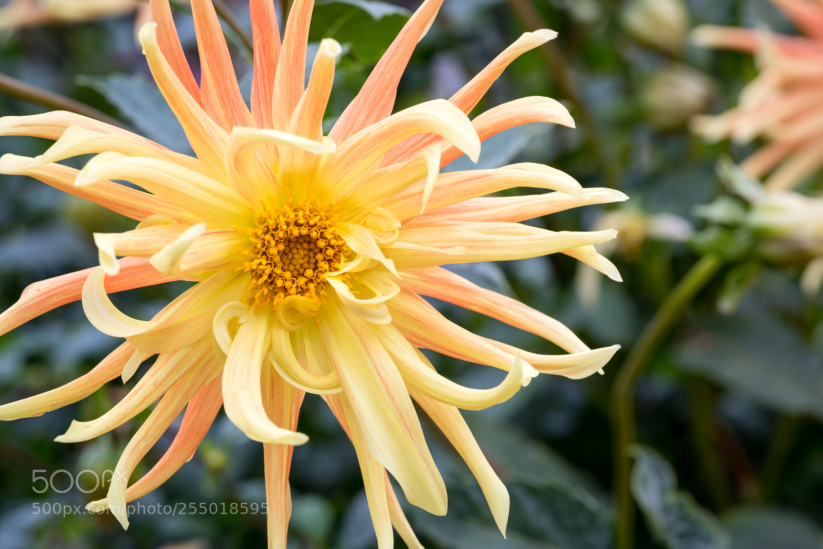 Nikon D810 sample photo. Orange spider dahlia photography