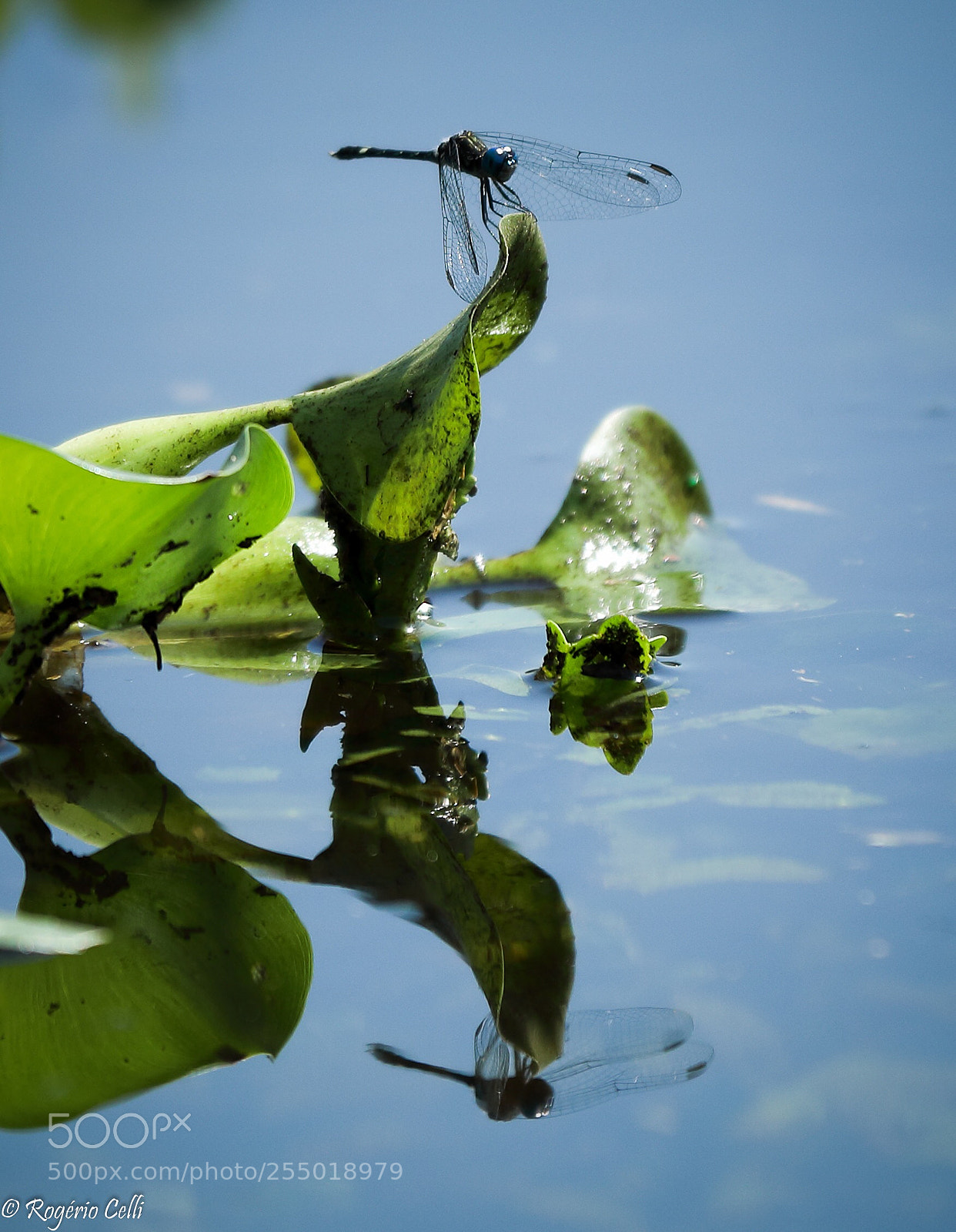 Canon EOS 5D Mark IV sample photo. Nature vibes | reflections  photography