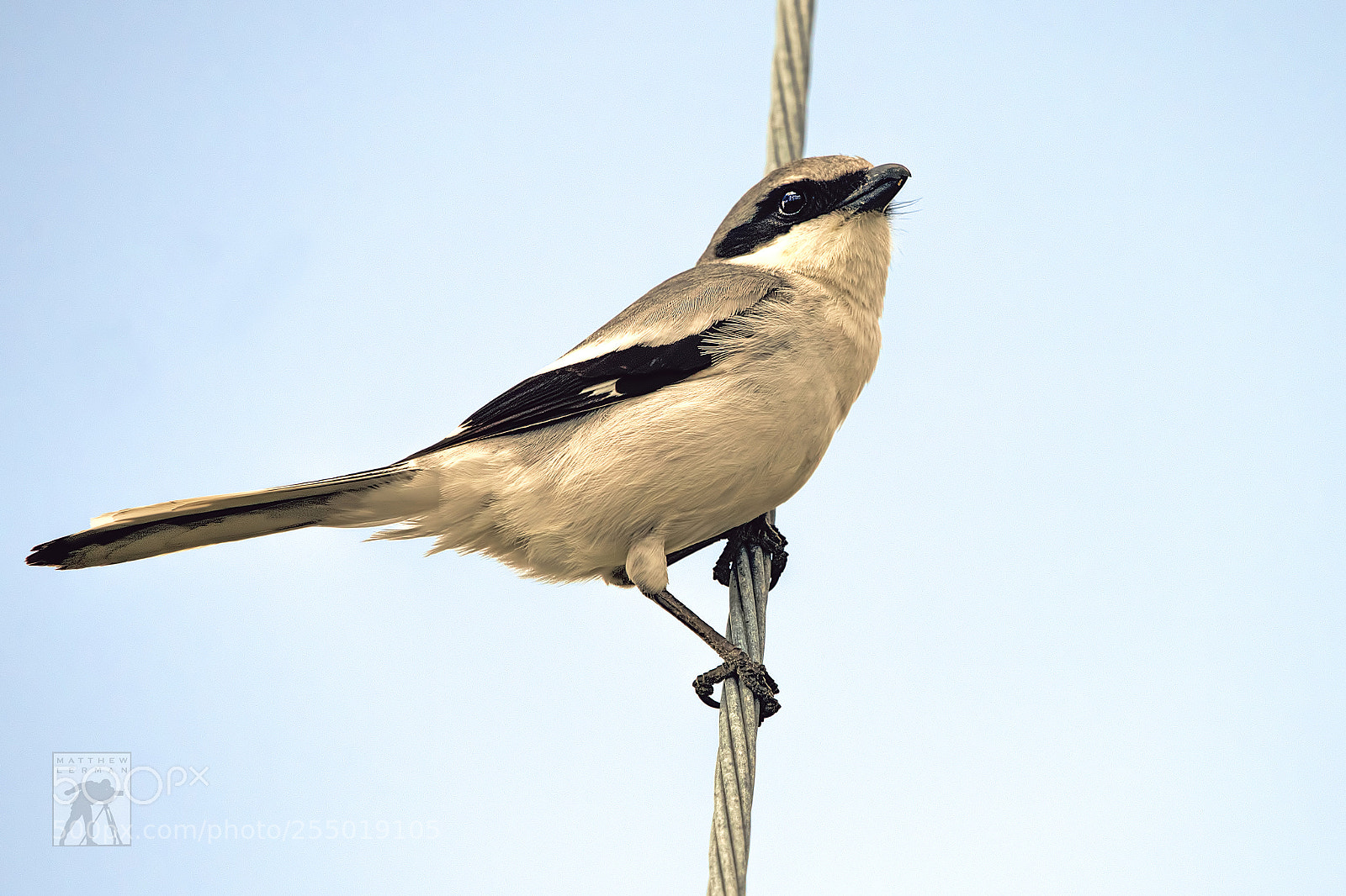 Nikon D810 sample photo. Loggerhead shrike 1712 photography