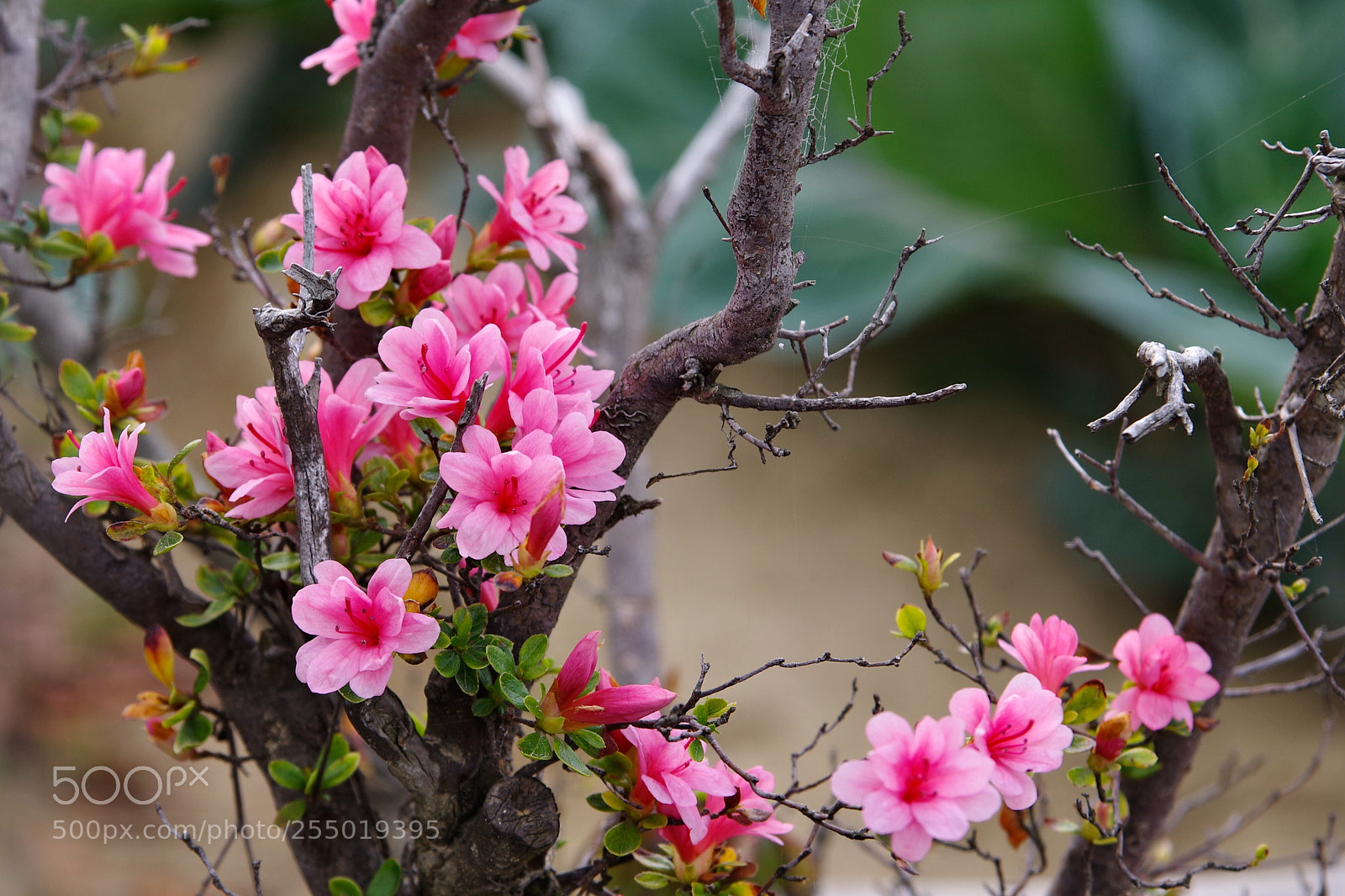 Pentax K-70 sample photo. Poor azalea photography