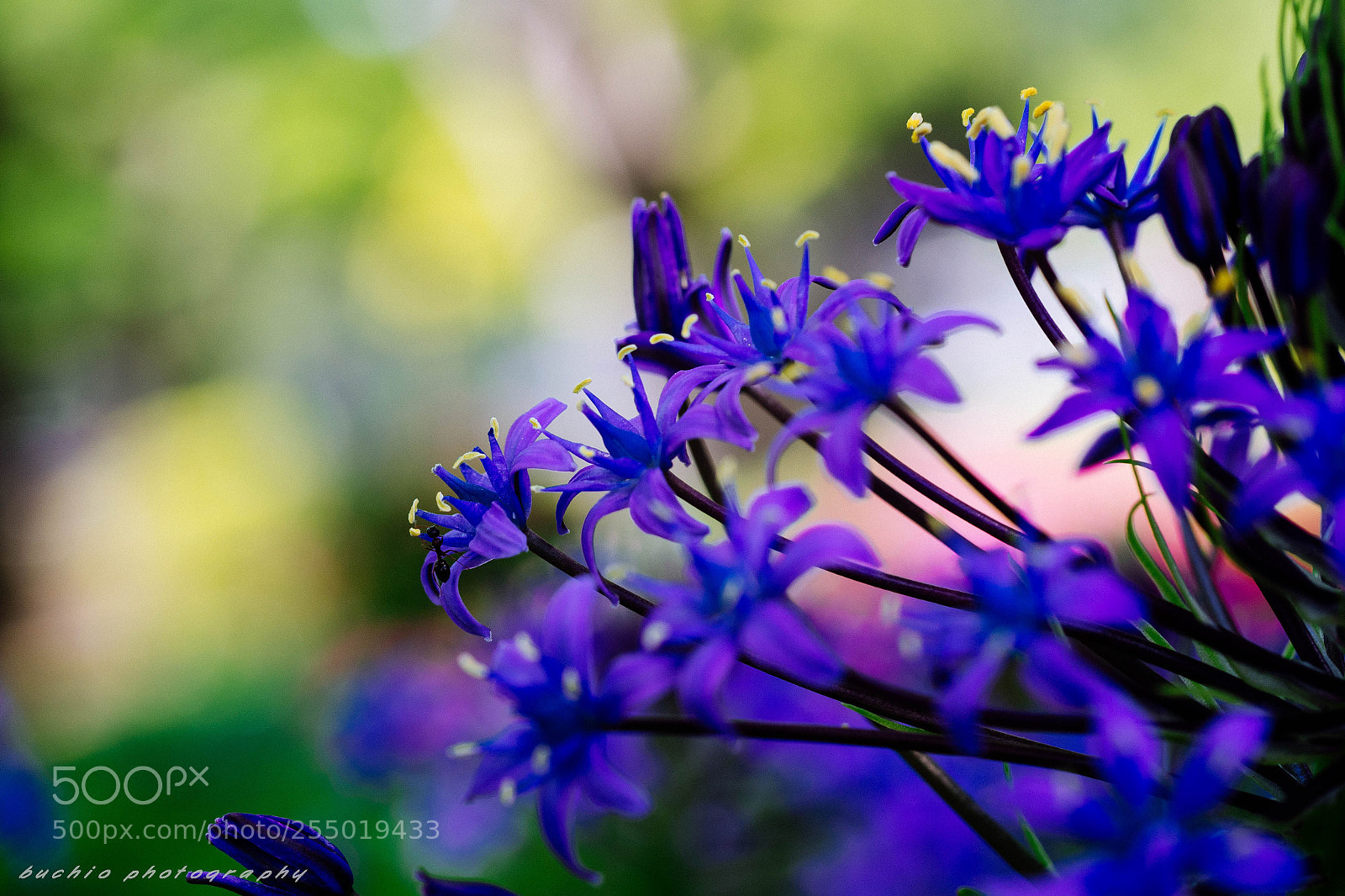 Olympus OM-D E-M1 Mark II sample photo. Scilla photography