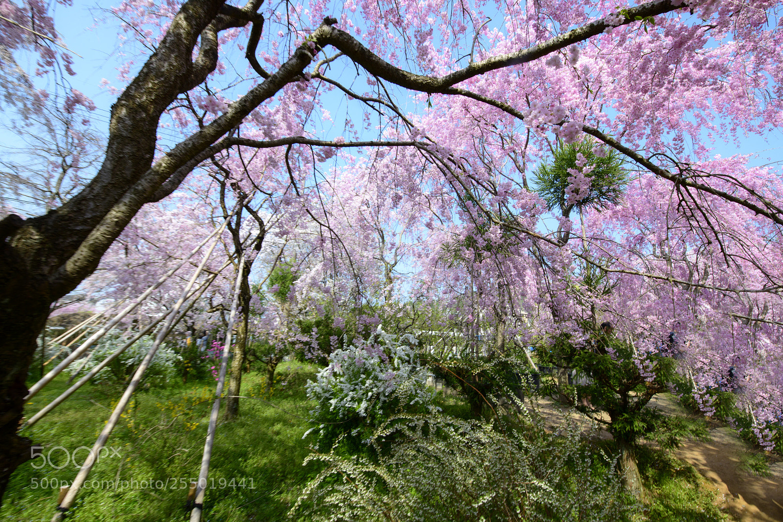 Nikon D850 sample photo. Sakura garden haradani-en (原谷苑) photography