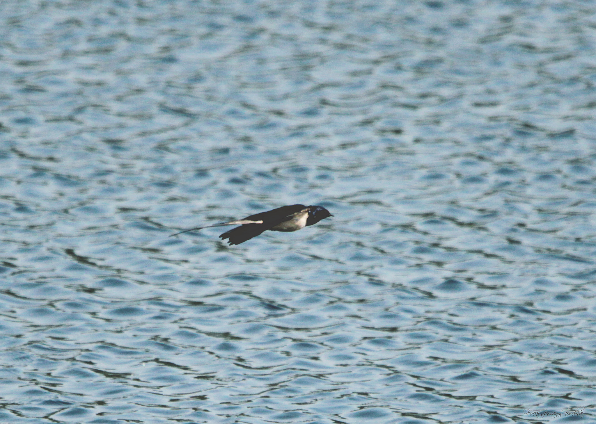 Sigma 150-600mm F5-6.3 DG OS HSM | C sample photo. Oasis of lake candia canavese - italy photography