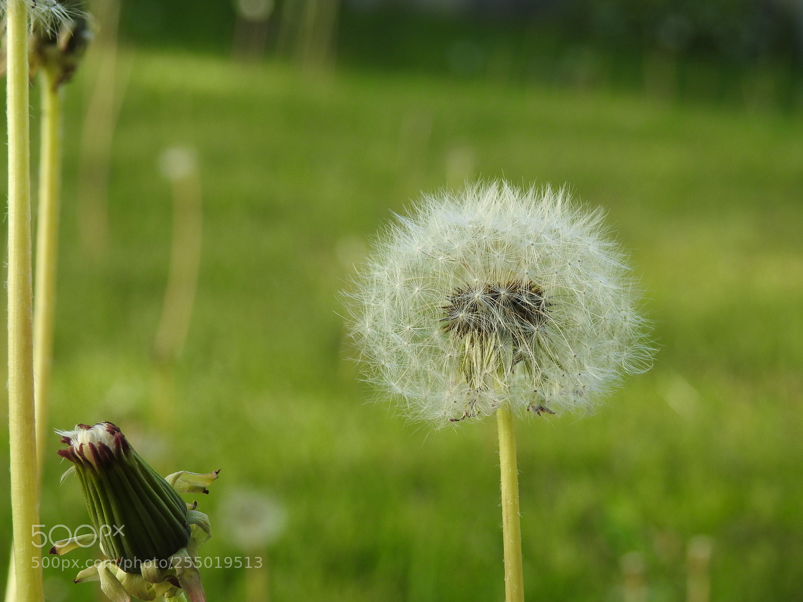 Nikon Coolpix P900 sample photo. Capitulum photography
