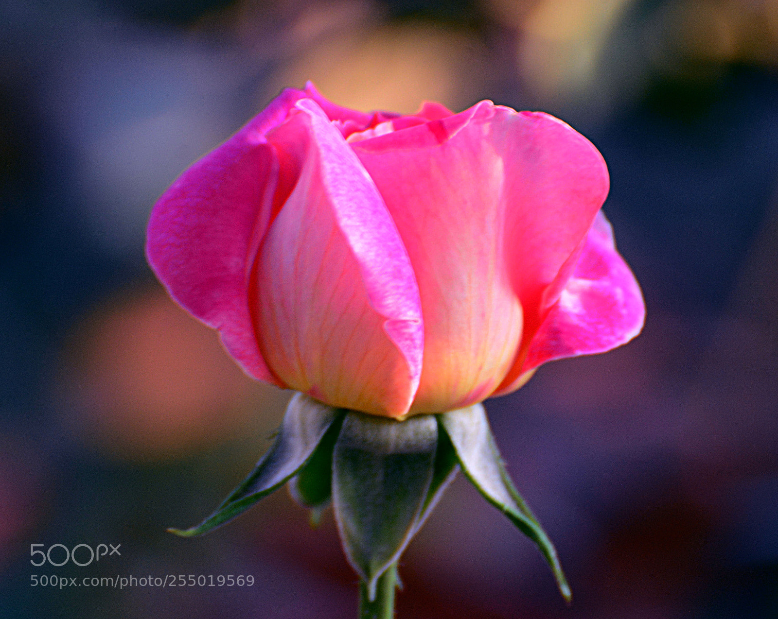 Nikon D7100 sample photo. Untitled photography