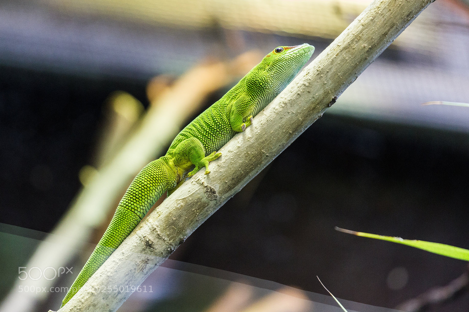 Canon EOS 550D (EOS Rebel T2i / EOS Kiss X4) sample photo. Vincennes - lizard phelzuma photography
