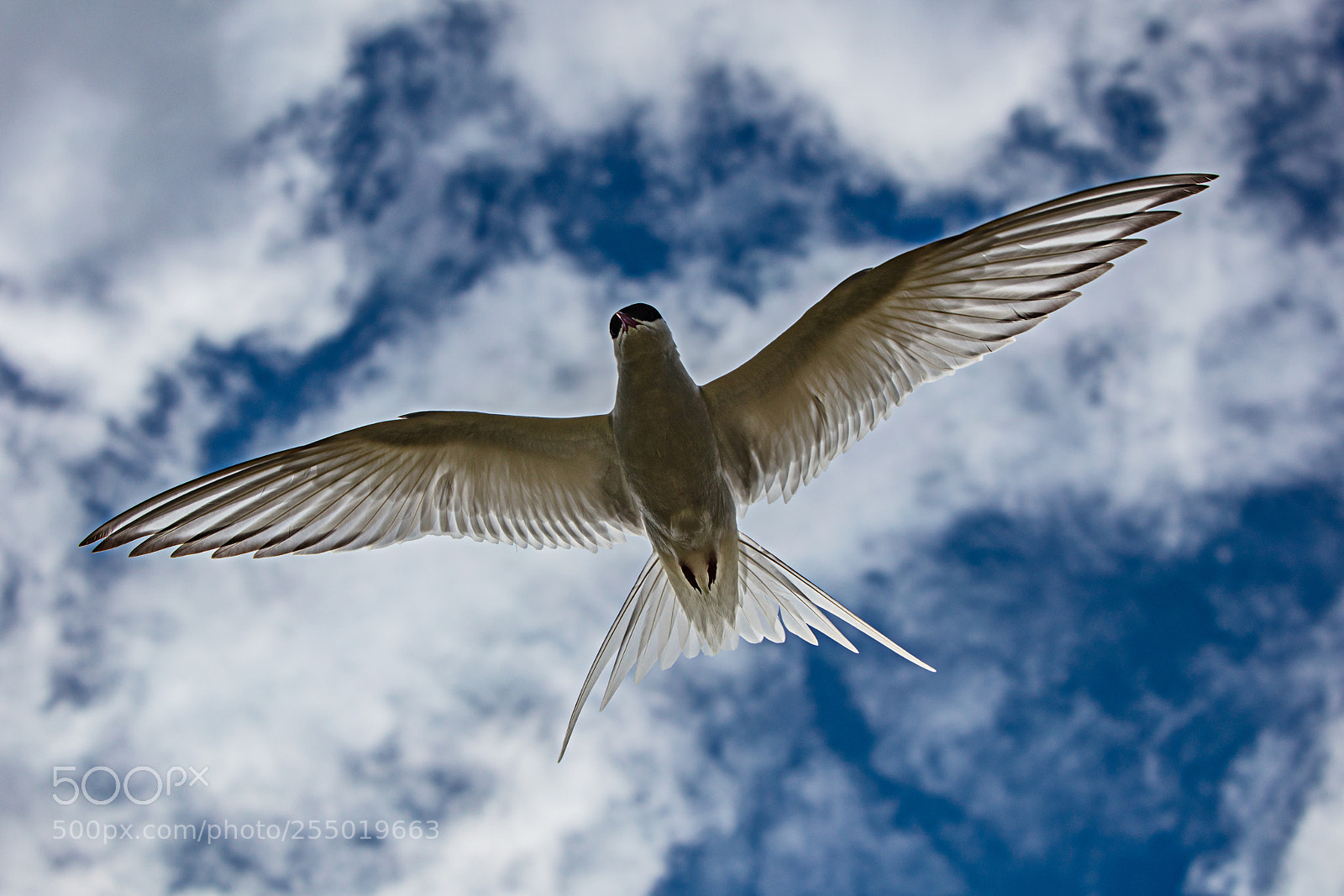 Canon EOS 5DS R sample photo. Arktic tern photography