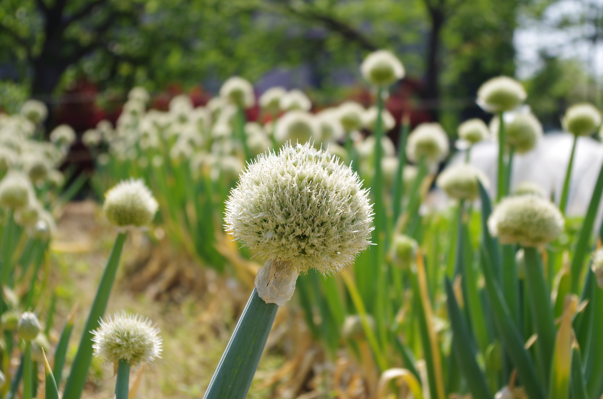 smc PENTAX-DA L 18-55mm F3.5-5.6 sample photo. "negi  bohzu" photography