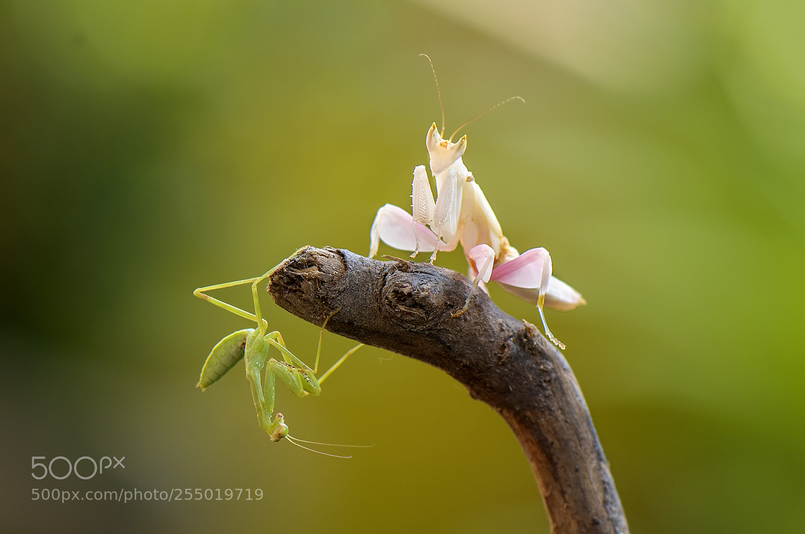 Nikon D90 sample photo. Duo mantis photography