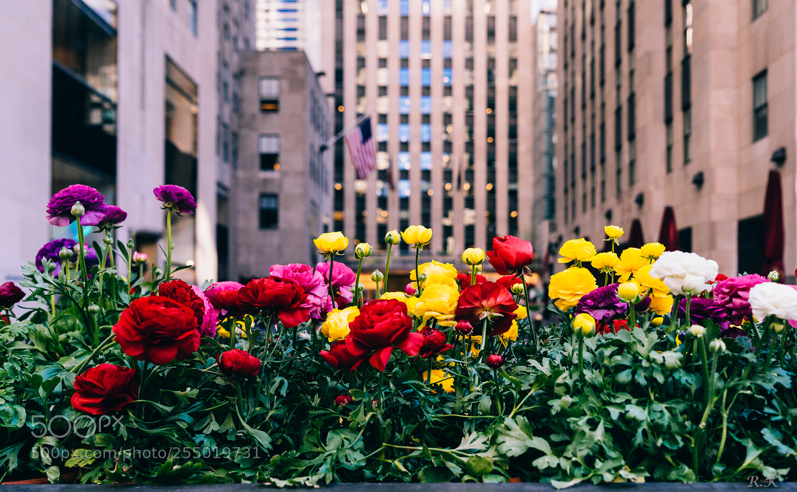 Sony a7R sample photo. Spring is finally here photography