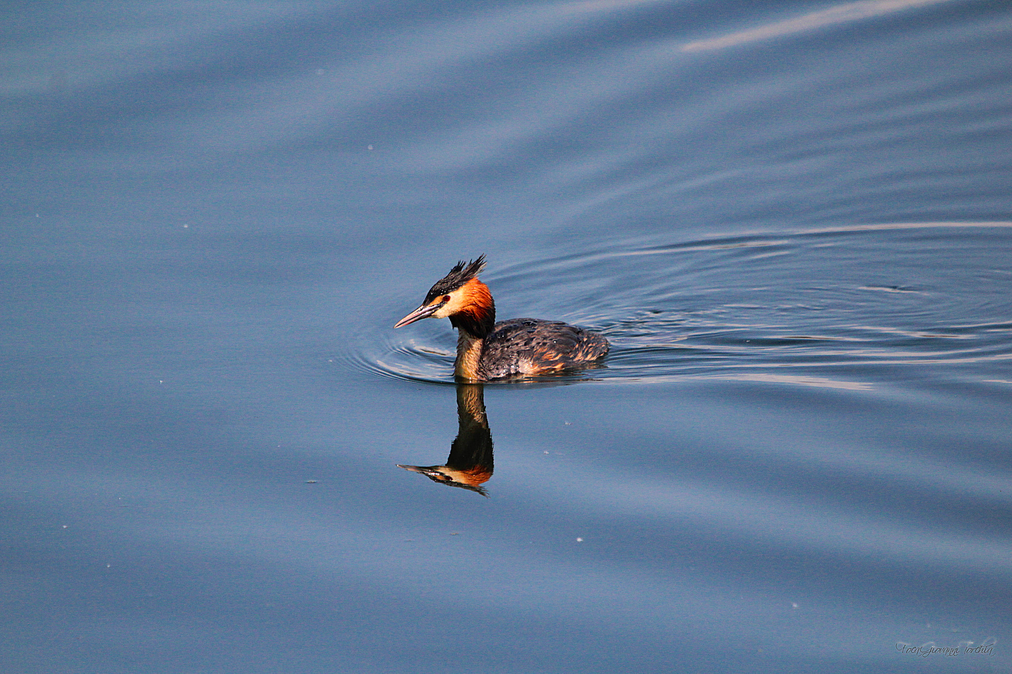 Sigma 150-600mm F5-6.3 DG OS HSM | C sample photo. Oasis of lake candia canavese - italy svasso maggiore photography