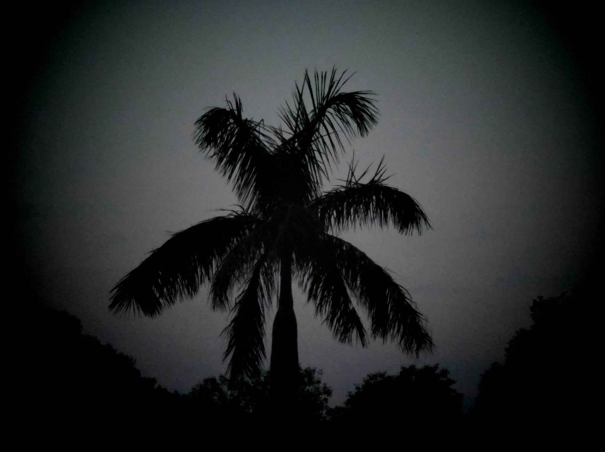 vivo Y55s sample photo. Tree photography
