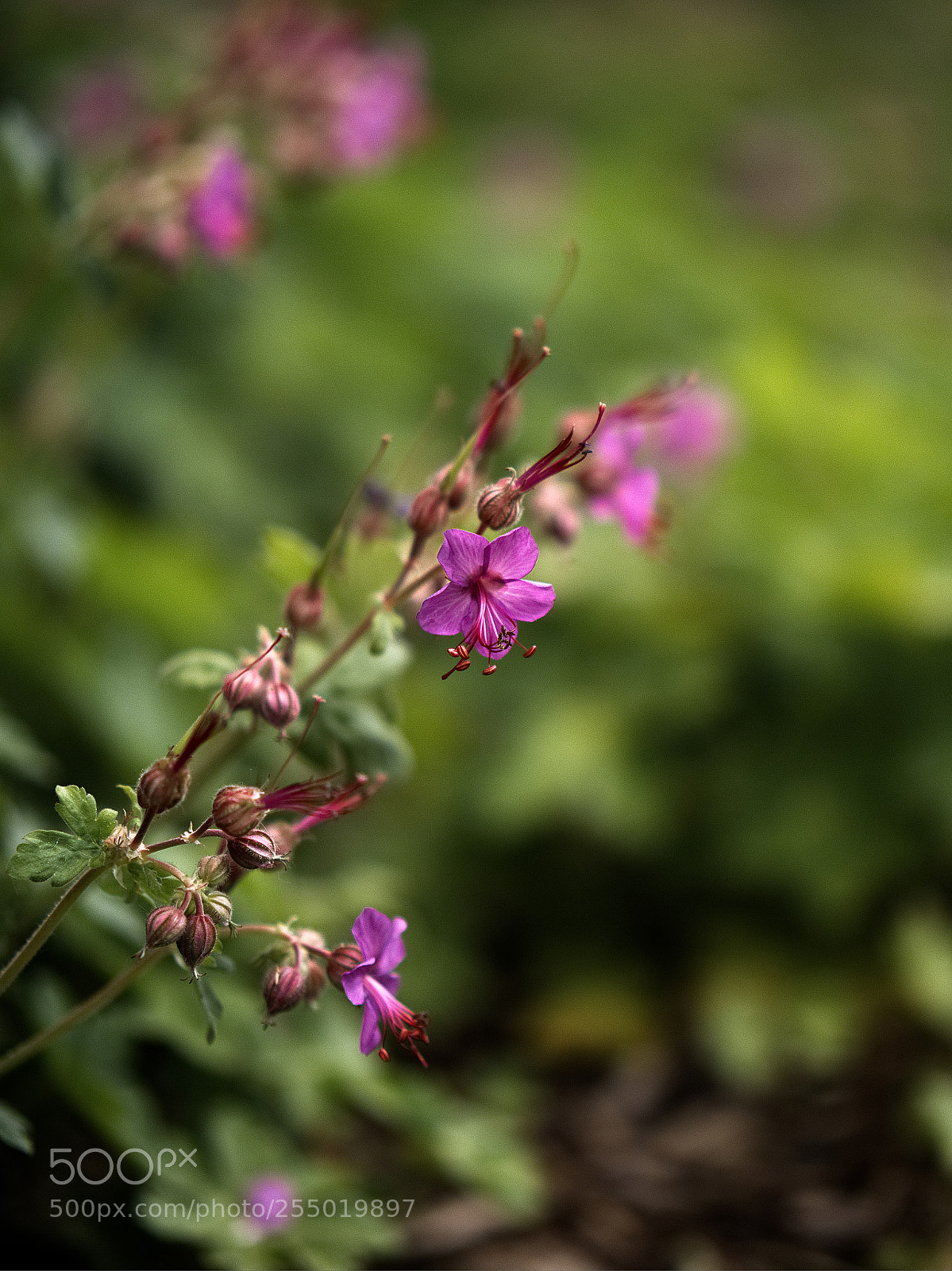 Panasonic Lumix DC-GH5 sample photo. La douce photography