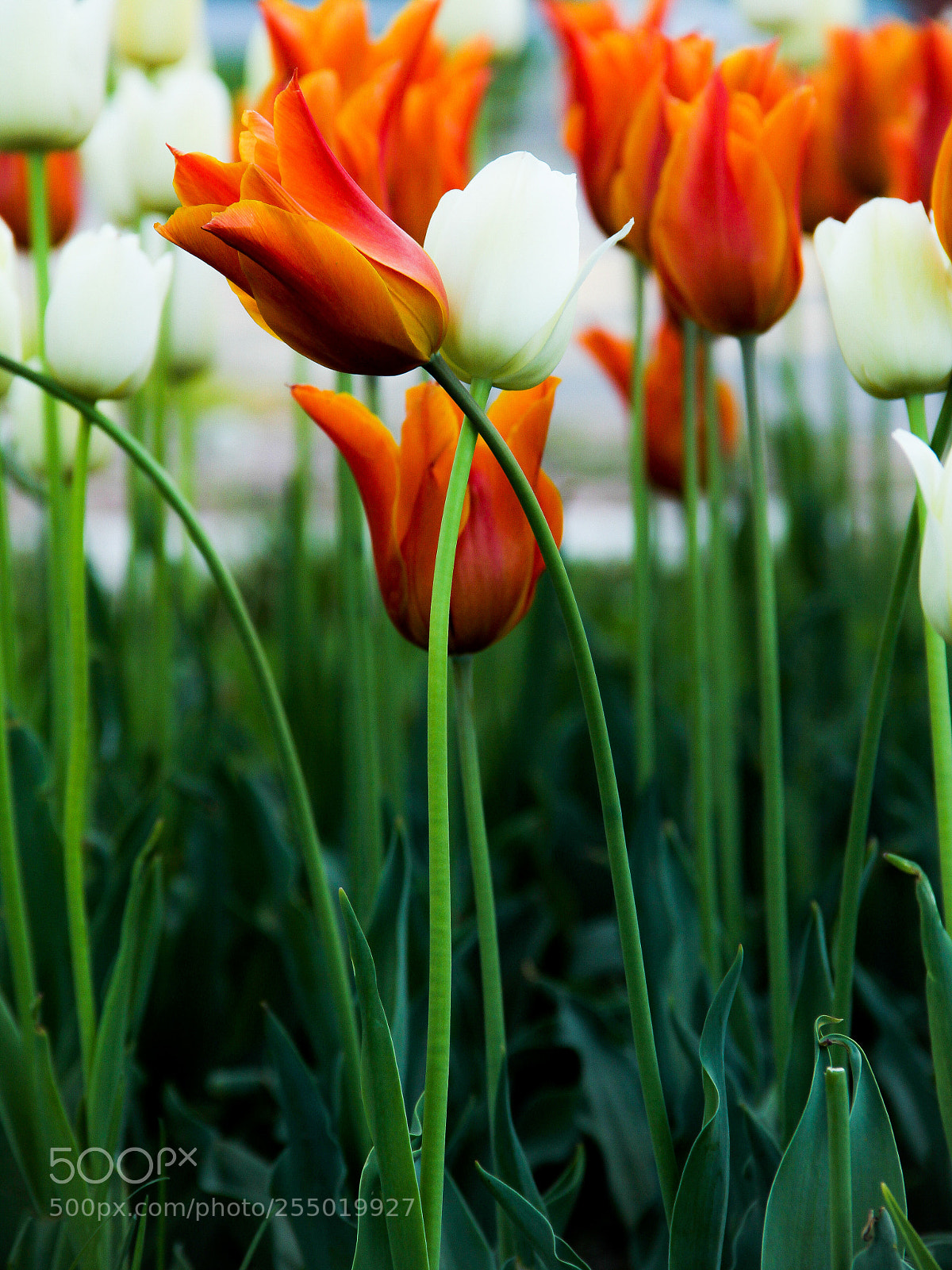 Canon EOS 60D sample photo. Untitled photography