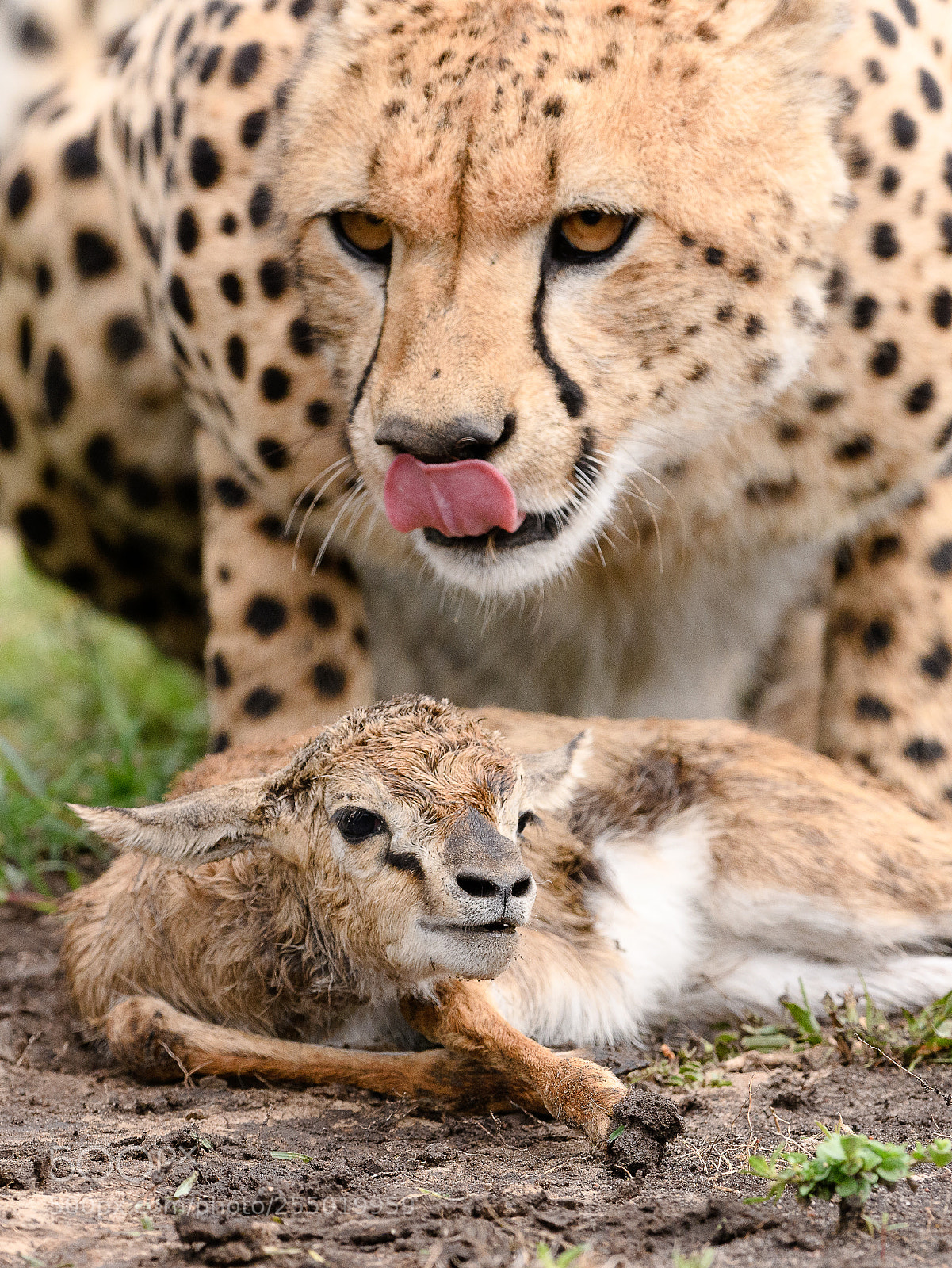 Nikon D850 sample photo. Cheetah with prey photography