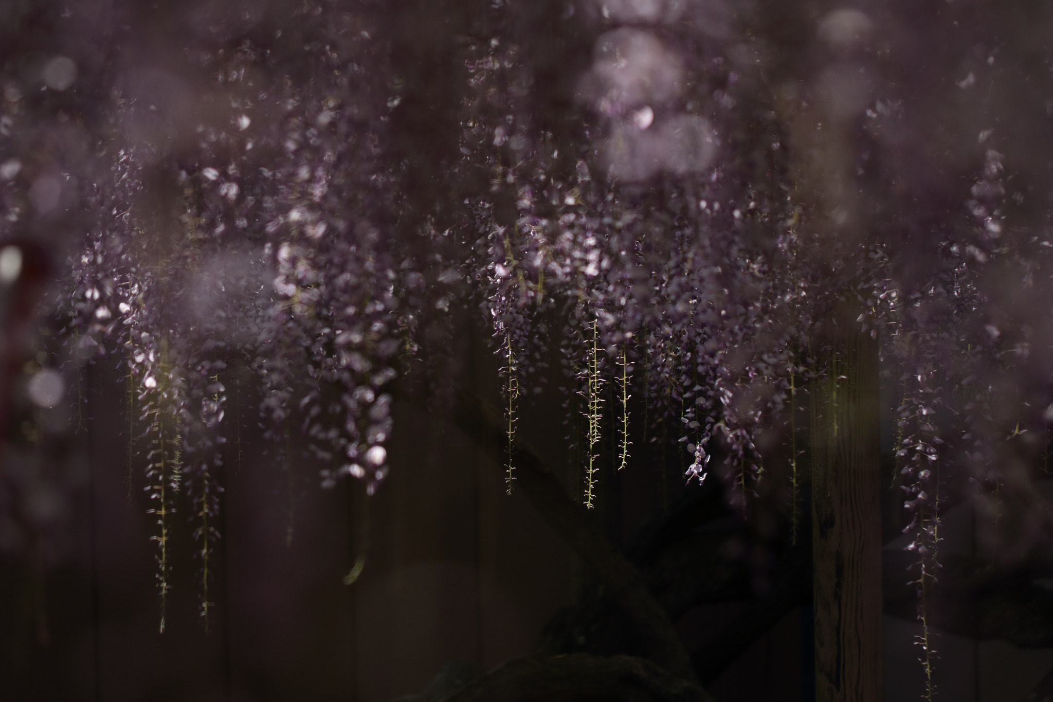 Canon EF 100mm F2.8L Macro IS USM sample photo. 春の色。 photography