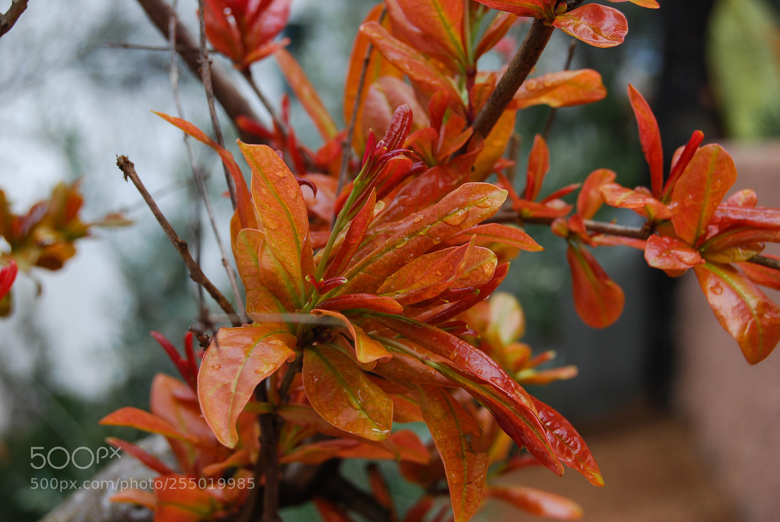 Nikon D60 sample photo. Granado photography