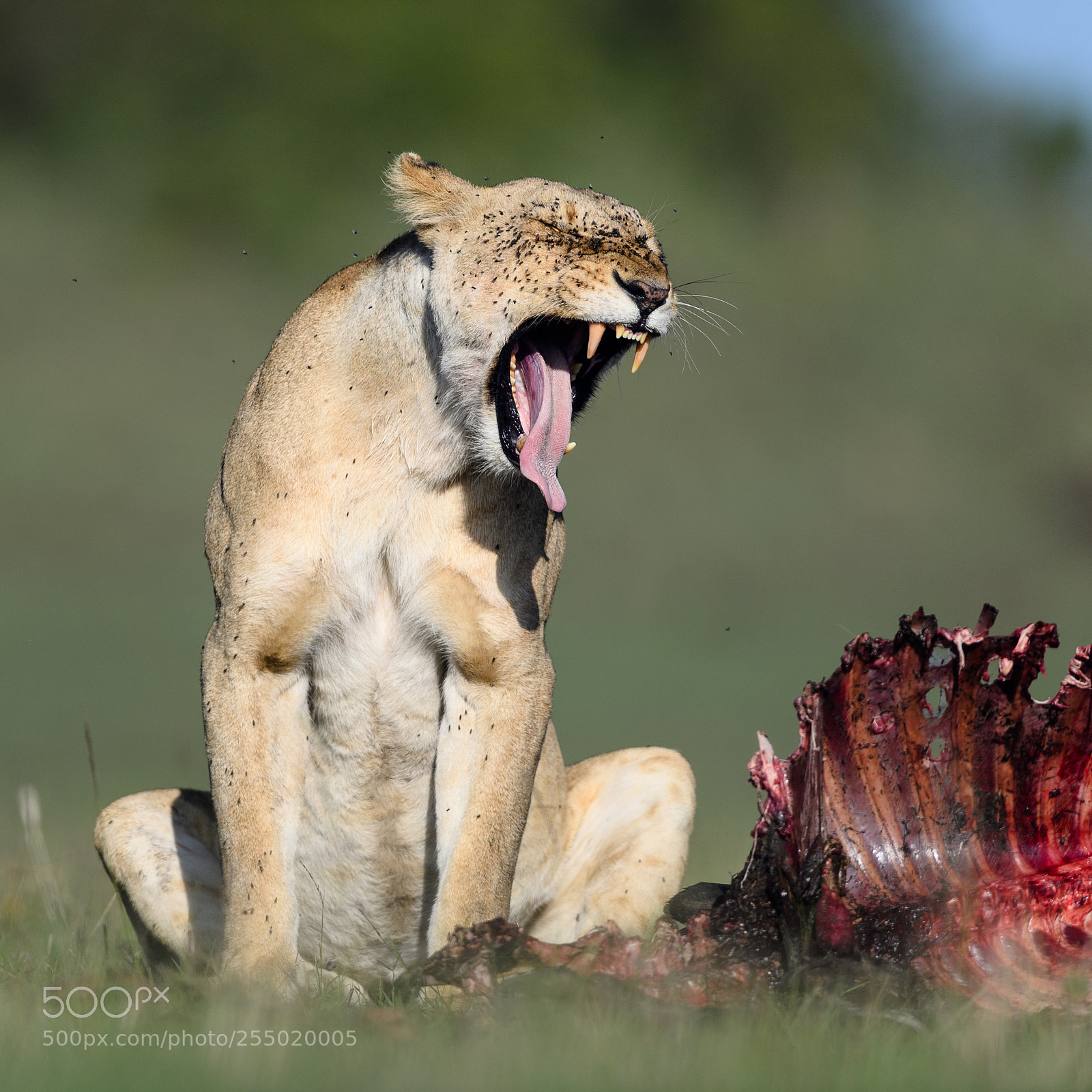 Nikon D5 sample photo. Lion with prey photography