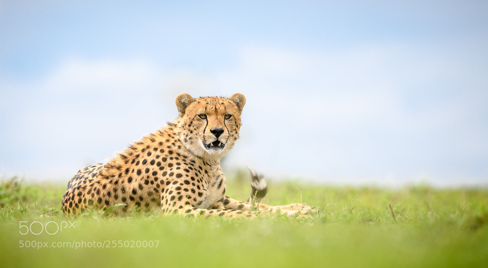 Nikon D5 sample photo. Cheetah, masai mara, kenya photography