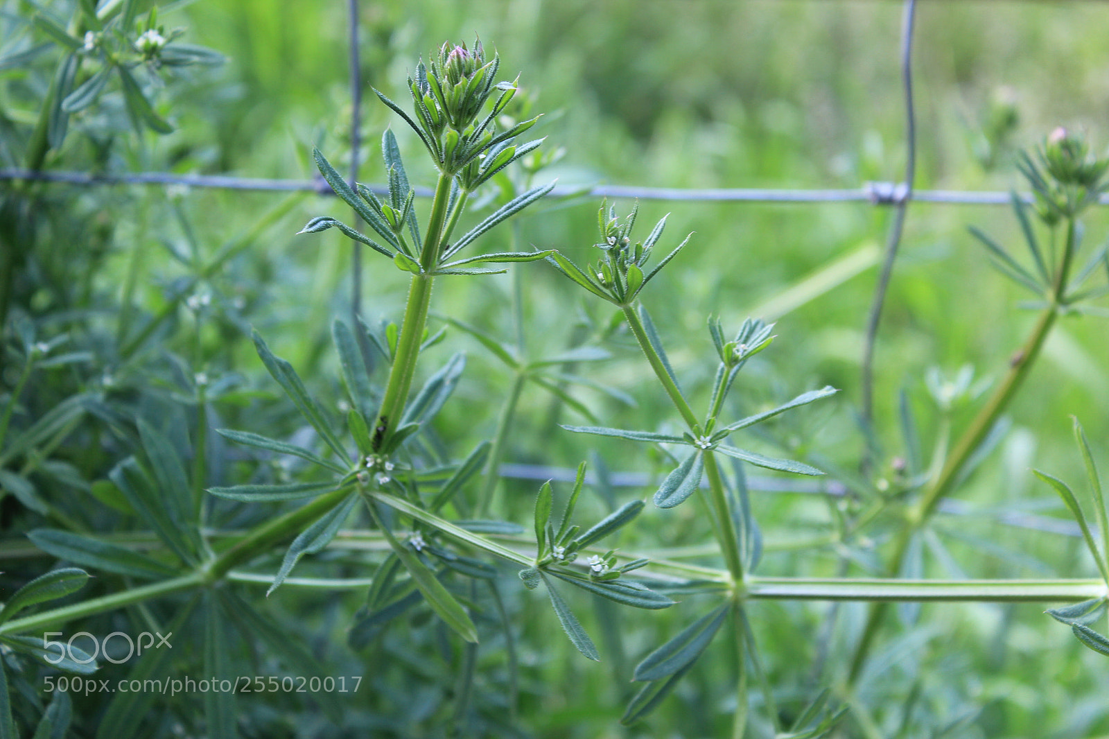 Canon EF-S 18-55mm F3.5-5.6 III sample photo. Nature photography