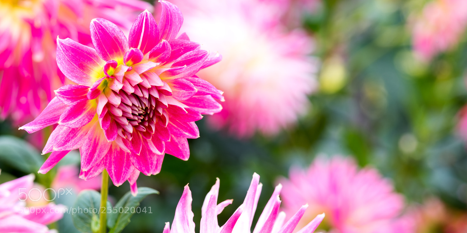Nikon D810 sample photo. Pink explosion dahlias photography