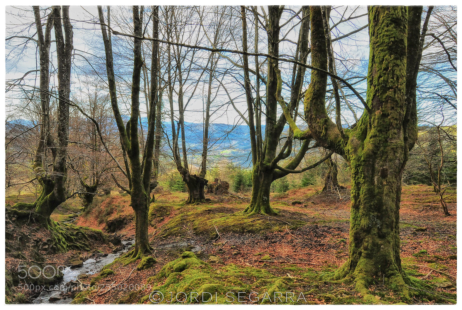 Nikon D300S sample photo. Hayedo de belaustegi photography
