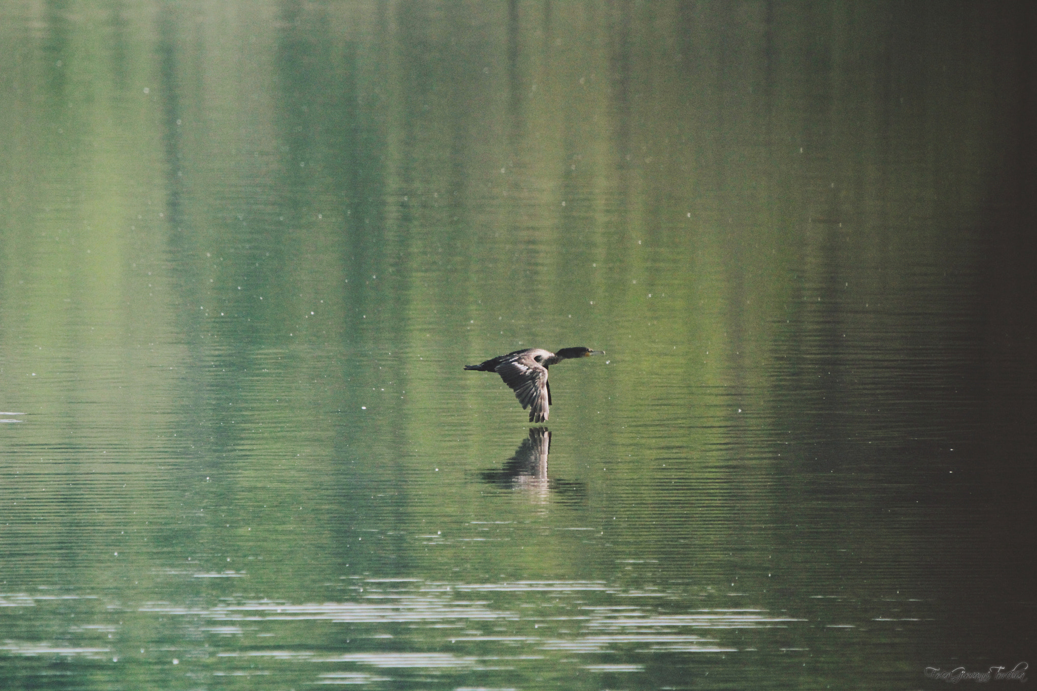 Canon EOS 1200D (EOS Rebel T5 / EOS Kiss X70 / EOS Hi) sample photo. Oasis of lake candia canavese - italy cormorano photography