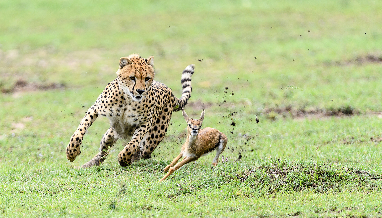 Nikon D5 sample photo. Cheetah hunting photography