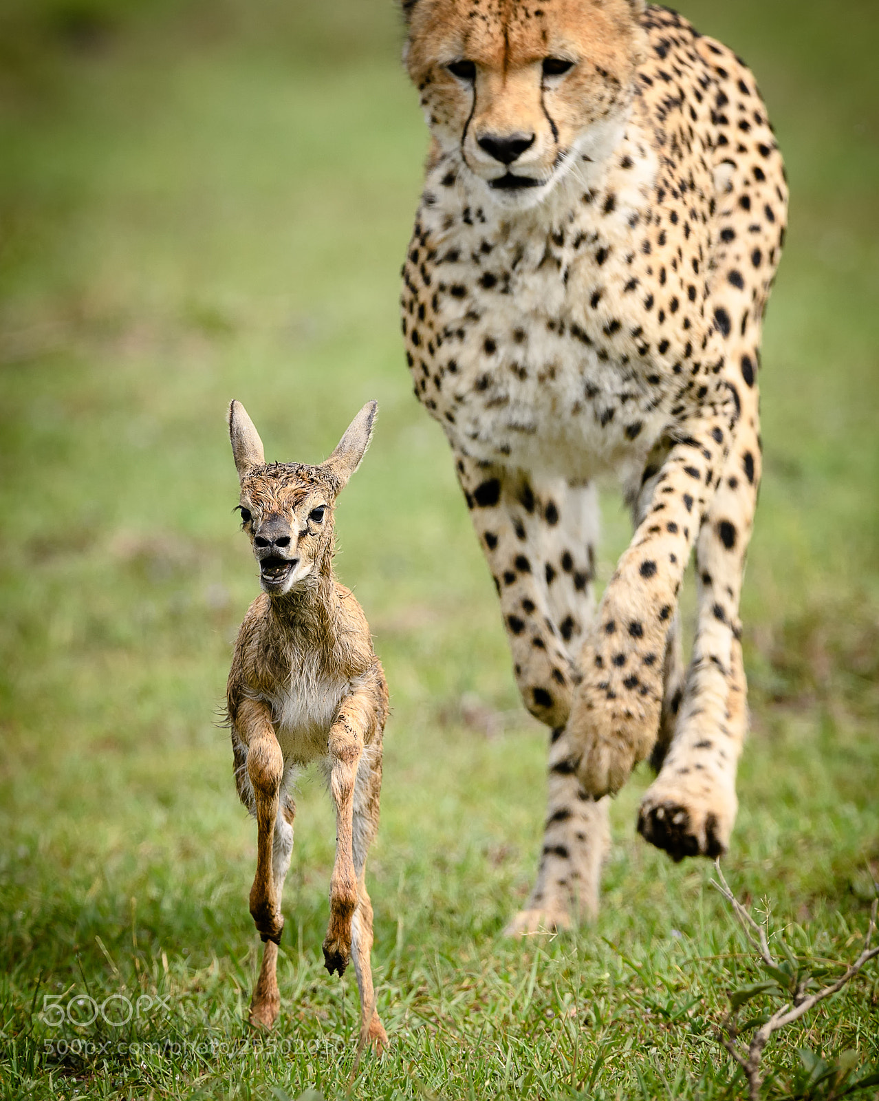 Nikon D5 sample photo. Cheetah hunting, masai mara photography