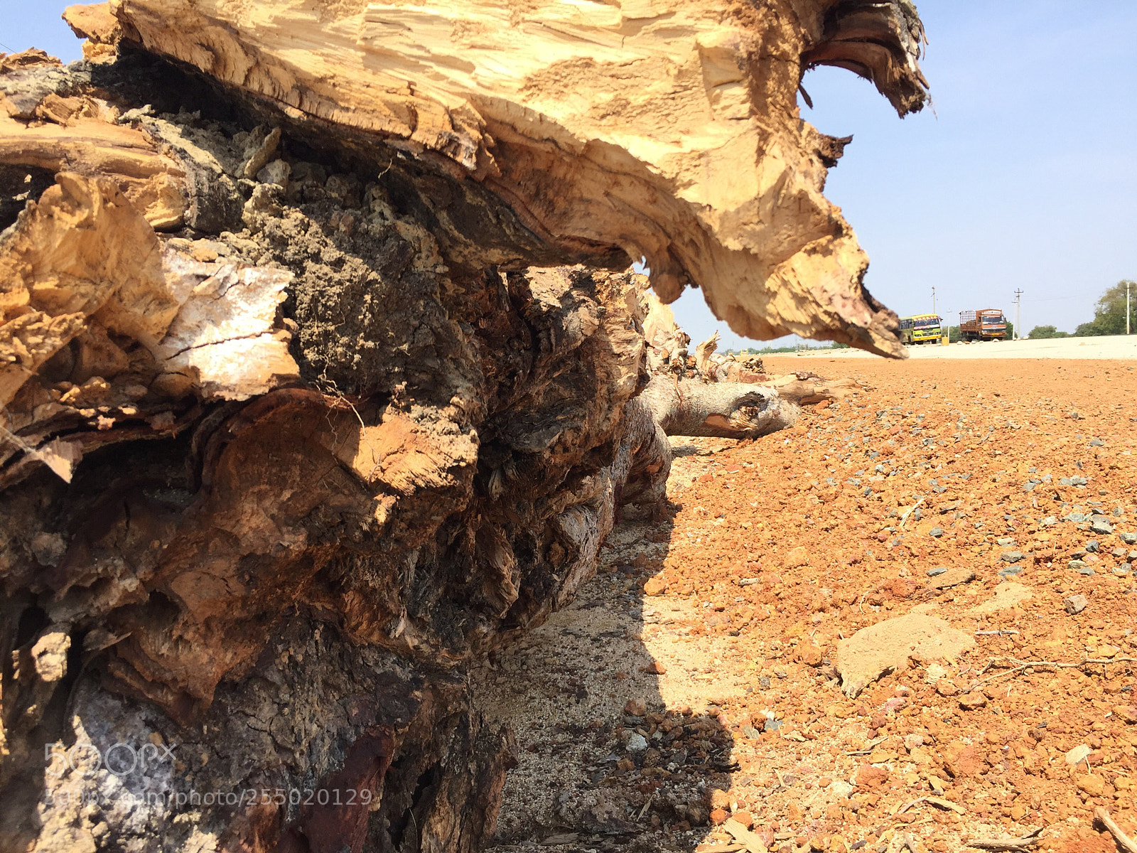 Apple iPhone 6 sample photo. Forest cutting  photography