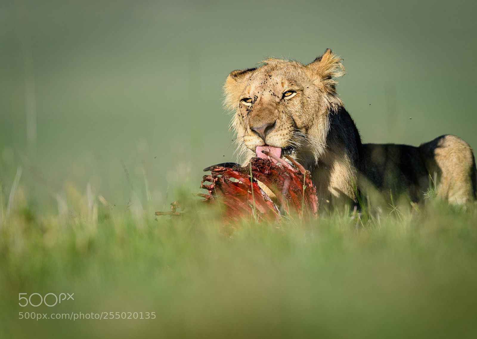 Nikon D5 sample photo. Lion with prey photography