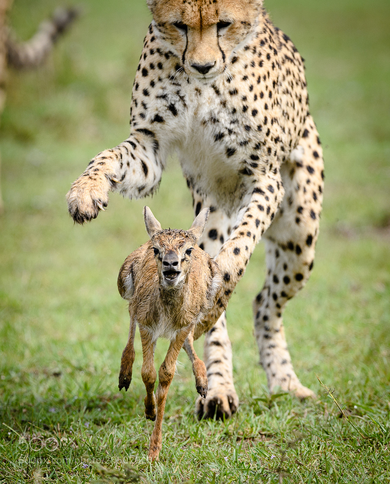 Nikon D5 sample photo. Cheetah hunting, masai mara photography