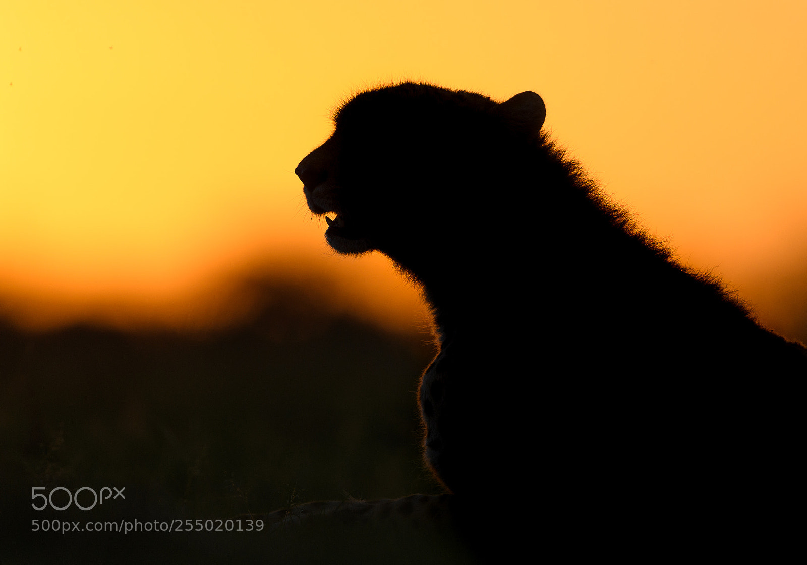 Nikon D5 sample photo. Cheetah at sunrise, kenya photography