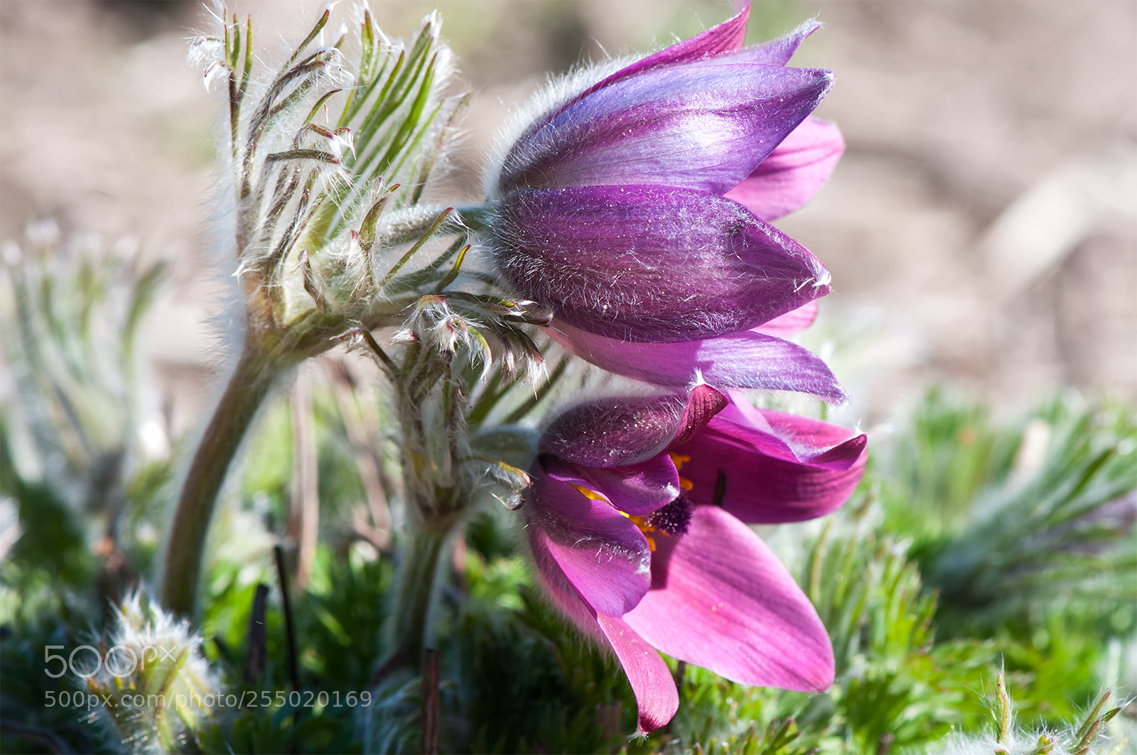 Nikon D300S sample photo. Spring colors.... photography
