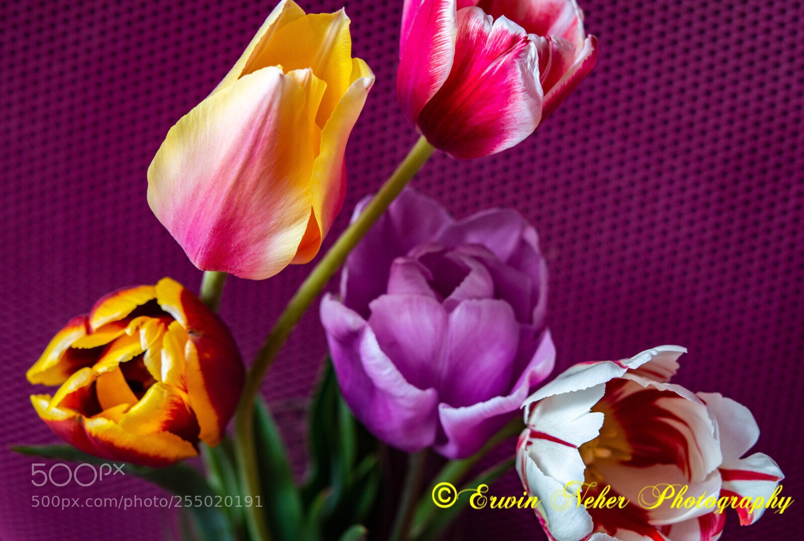 Nikon D7100 sample photo. Tulip...5 photography