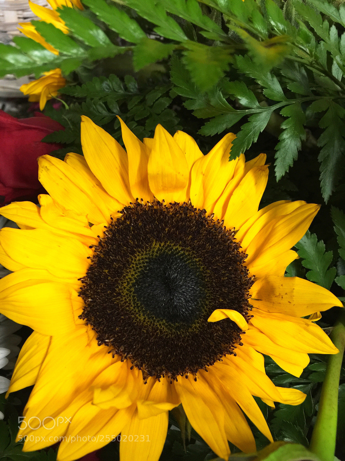 Apple iPhone 6 Plus sample photo. Today’s flower  photography