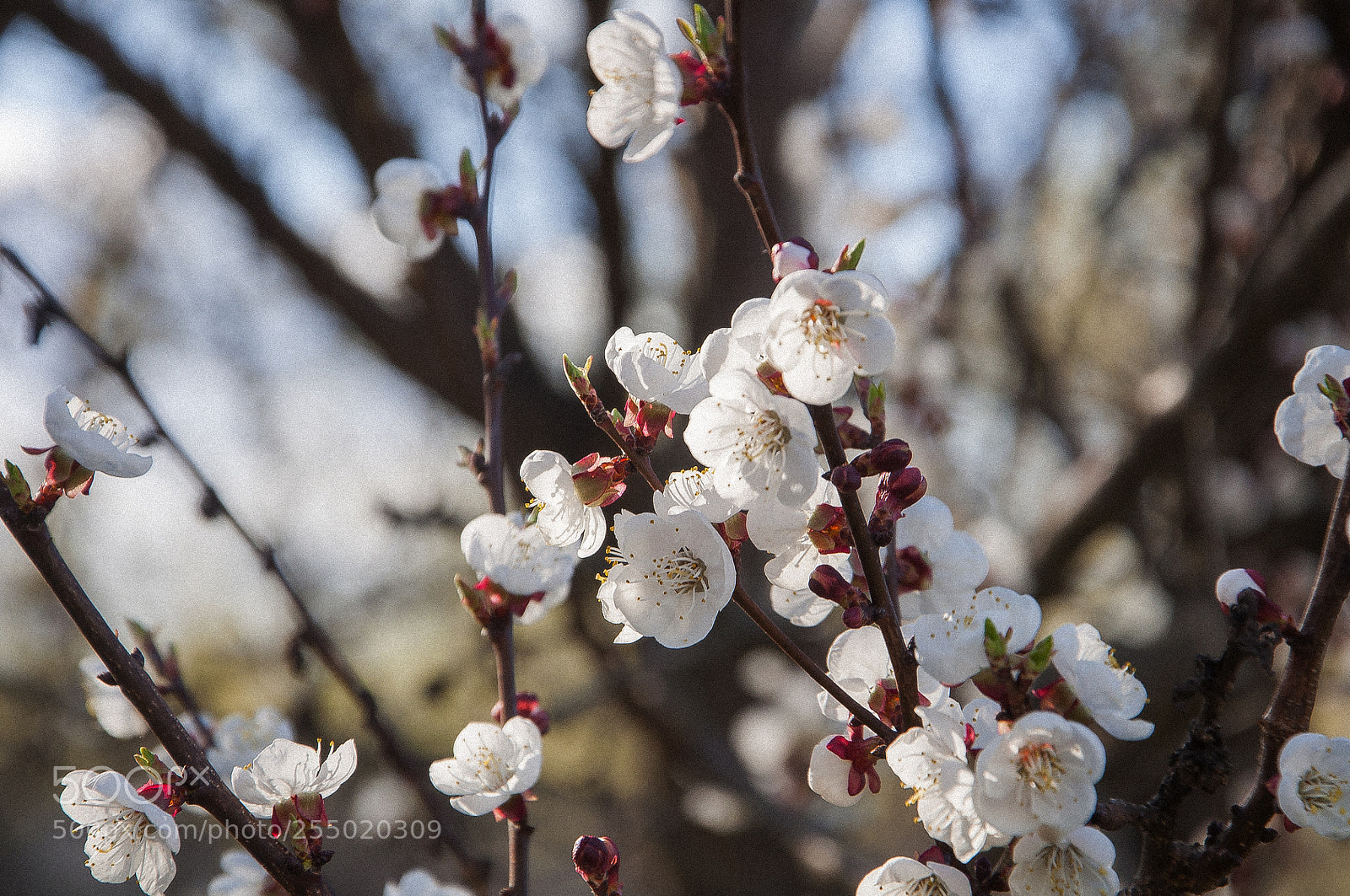 Nikon D90 sample photo. Apricot bloom photography