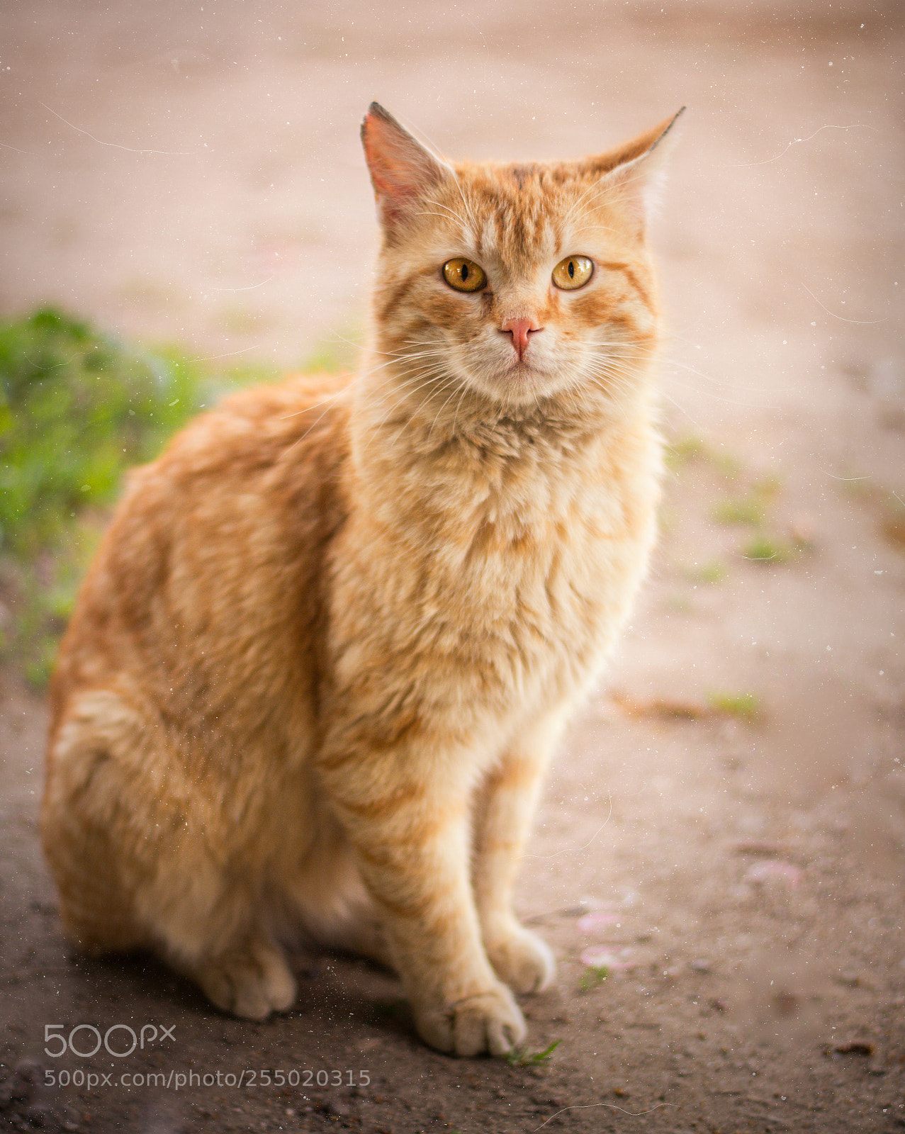 Nikon D5200 sample photo. Macan photography