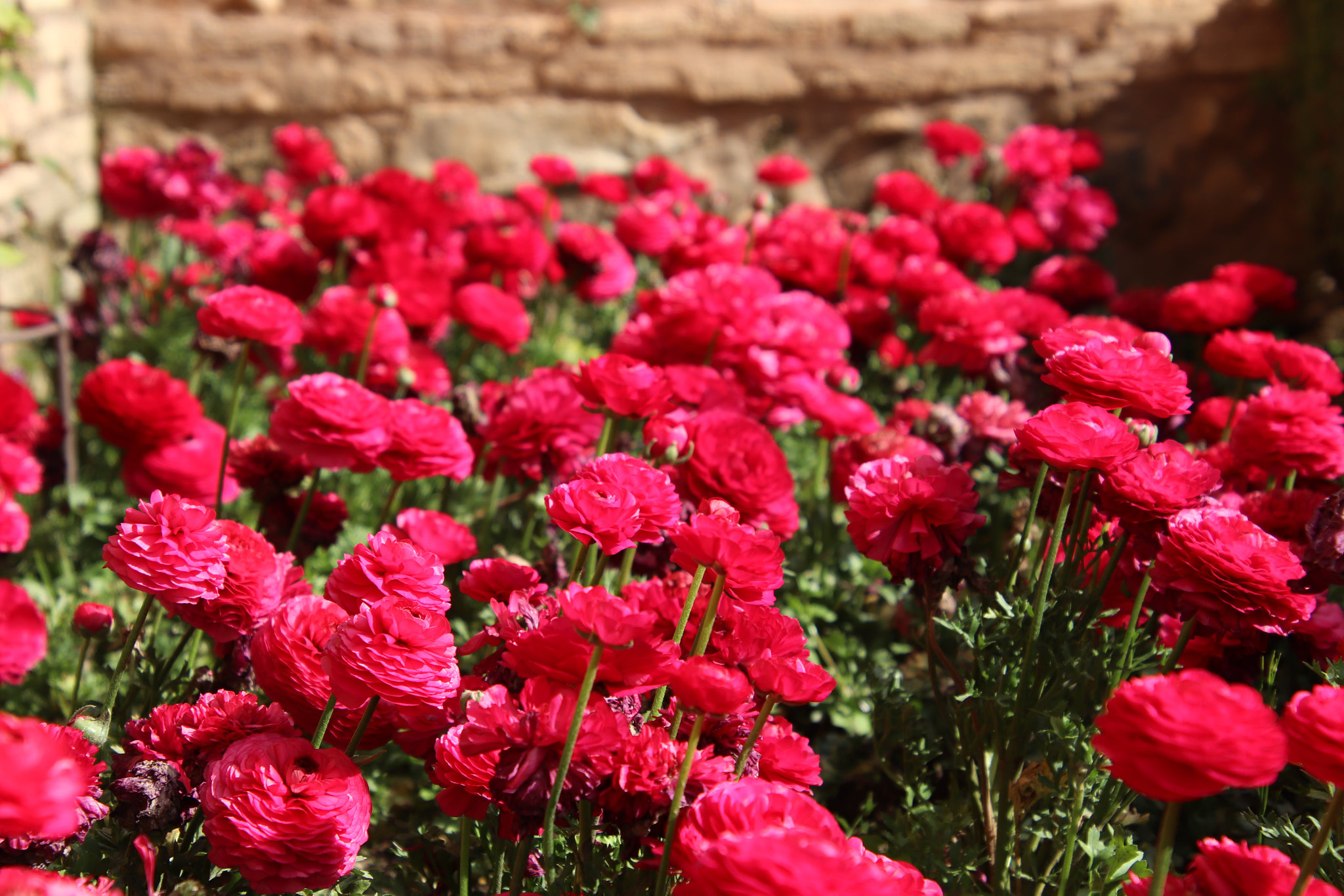 Canon EF 300mm F2.8L IS II USM sample photo. Red flowers photography