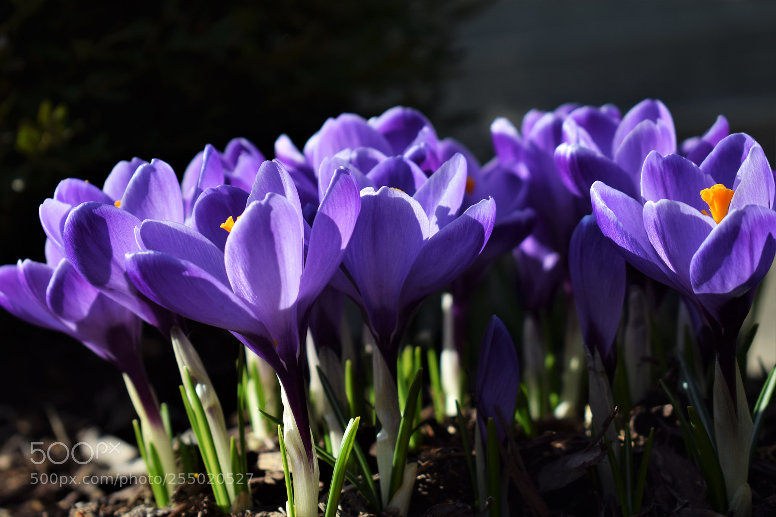 Nikon D3300 sample photo. Crocus photography